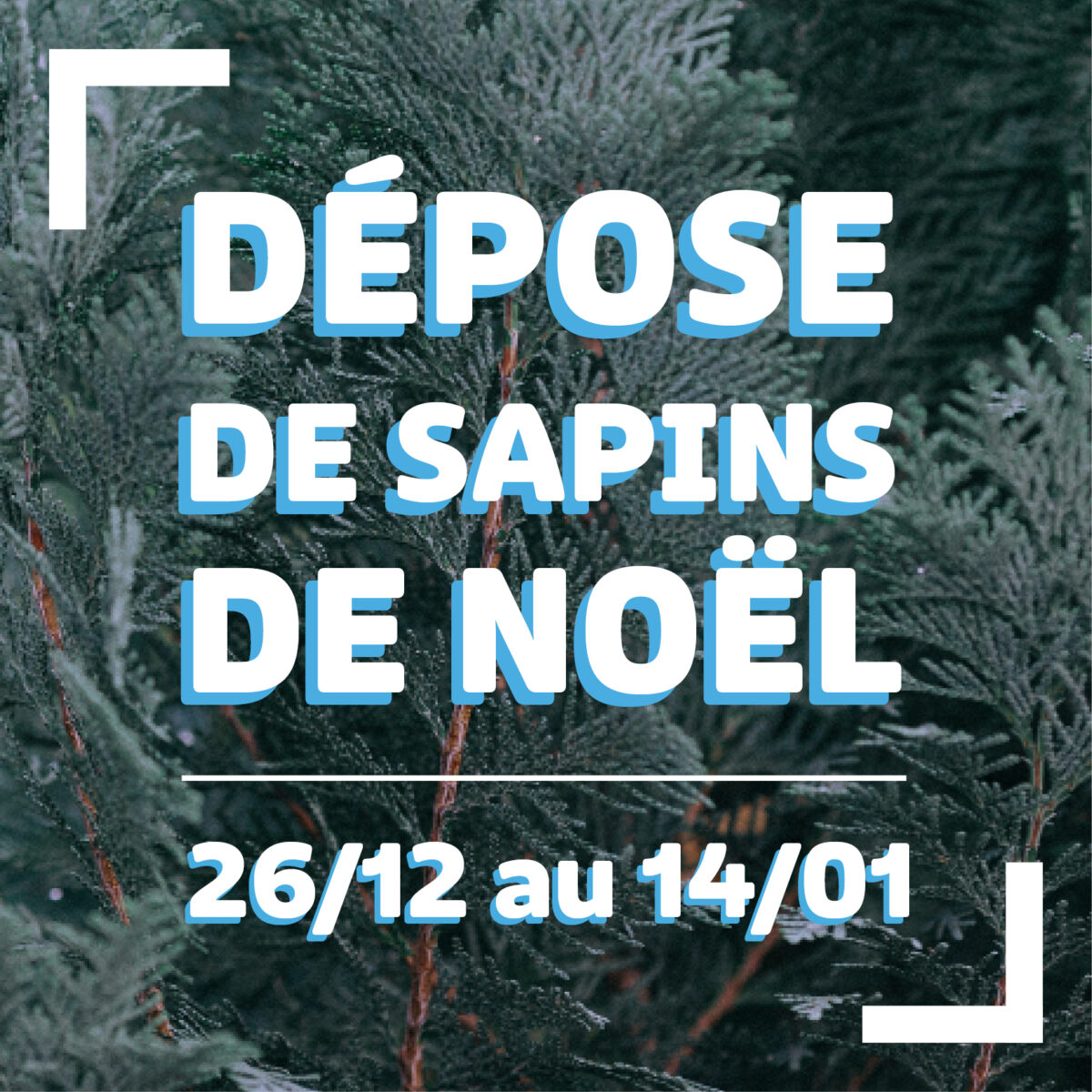 Dépose de sapin